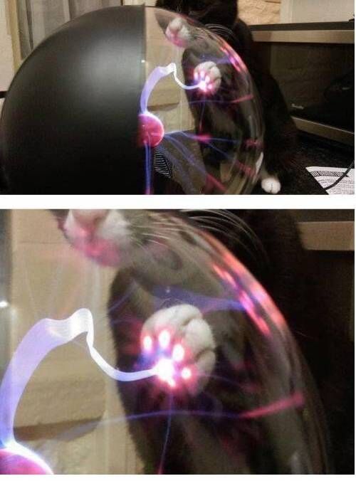 고양이 + 플라즈마볼