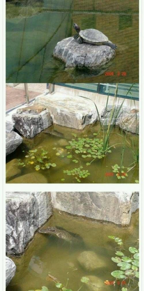 학교연못 새단장.jpg