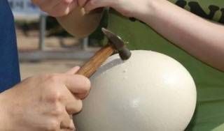 계란은 비교도 안되는 타조알 요리들