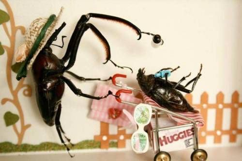 [징그럼주의]곤충예술