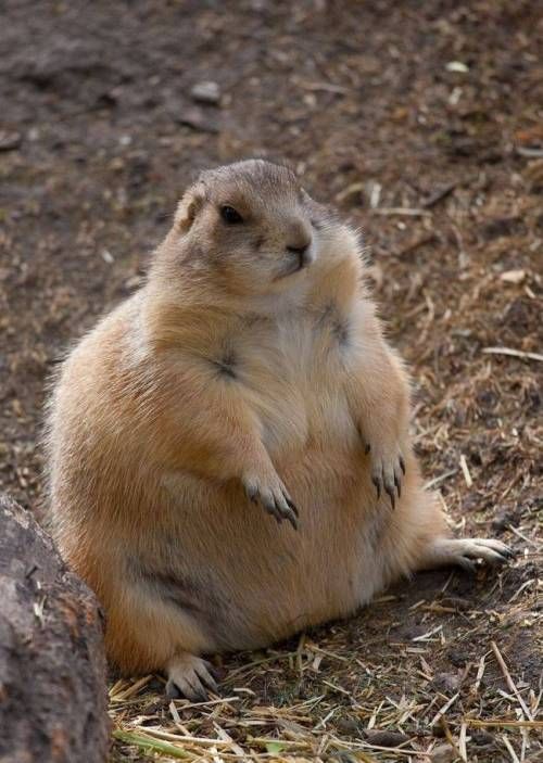 뚱뚱해도 괜찮아.jpg