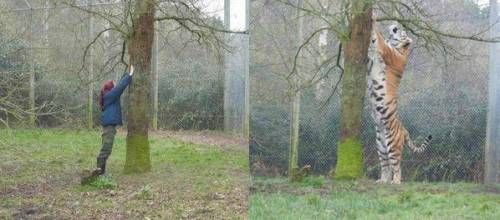 시베리아 호랑이 크기