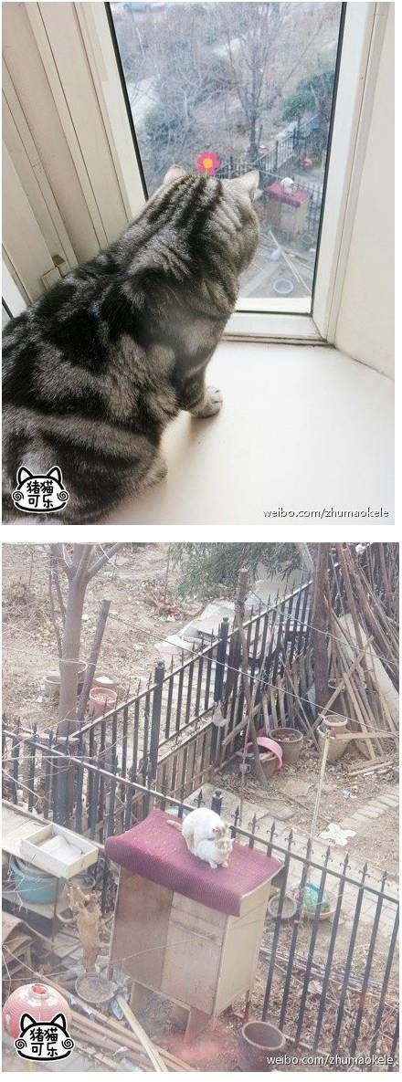 부러운 고냥이.jpg