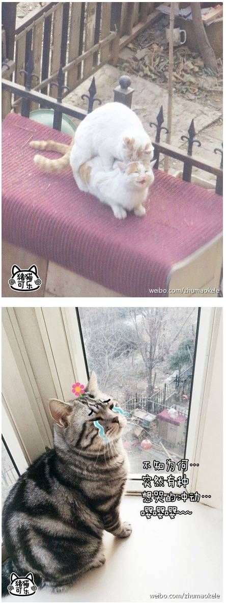 부러운 고냥이.jpg