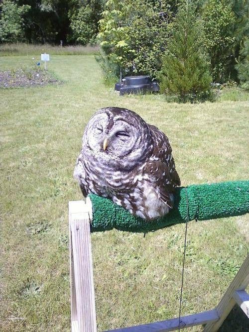 올빼미가 야행성인 이유