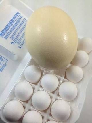 계란은 비교도 안되는 타조알 요리들