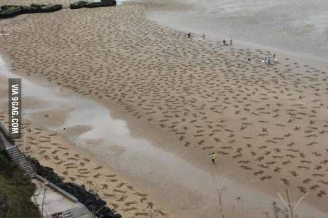 노르망디 상륙작전 첫째날의 전사자들의 위치를 재현한 사진