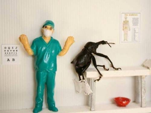 [징그럼주의]곤충예술