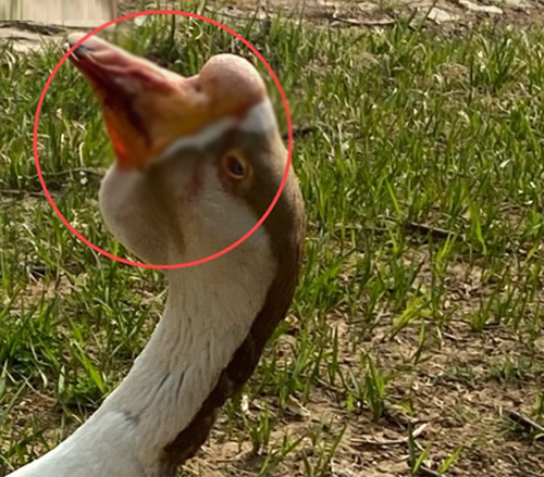 건대 마스코트 거위 건구스가 학대자에게 폭행당해 머리에 피를 흘리고 있다. 동물자유연대 제공