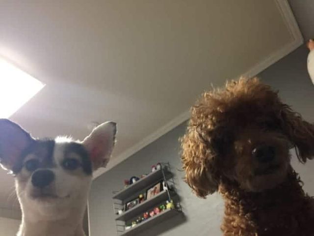 늦잠잘때 우리집 댕댕이들 모습