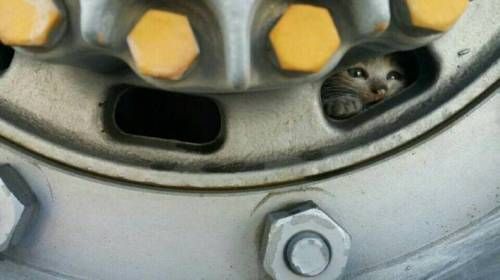 오늘 아침 차에다 대고 노크 한 번 해보셨나요?