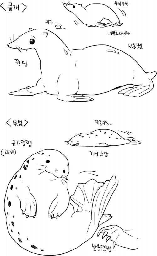물개와 물범의 차이.jpg