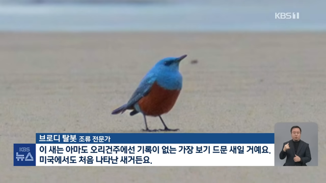 KBS News - [글로벌K] 미국에 처음 나타났어요 새 한 마리에 난리났다 KBS 2024.05.09. [I-6XQcR_vTE - 1145x644 - 0m35s].png