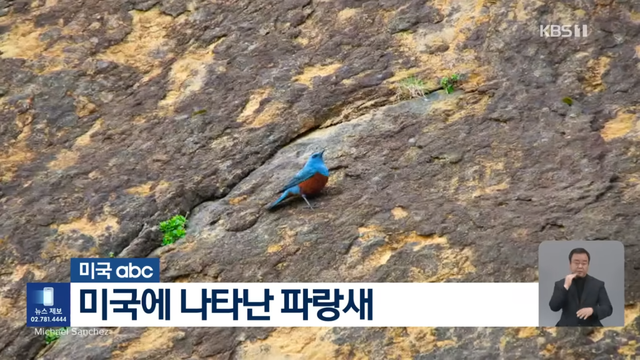 KBS News - [글로벌K] 미국에 처음 나타났어요 새 한 마리에 난리났다 KBS 2024.05.09. [I-6XQcR_vTE - 1145x644 - 0m10s].png