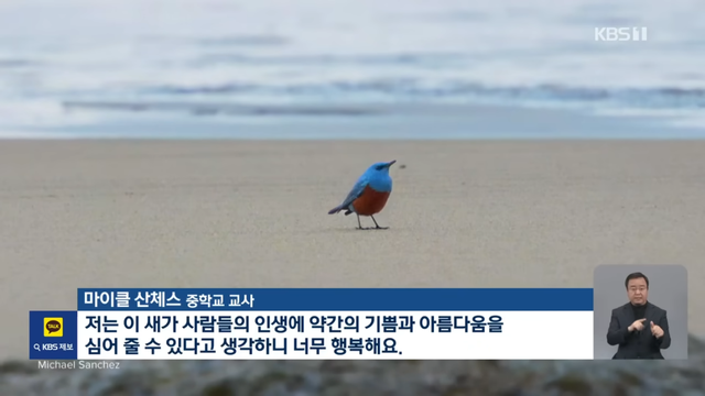 KBS News - [글로벌K] 미국에 처음 나타났어요 새 한 마리에 난리났다 KBS 2024.05.09. [I-6XQcR_vTE - 1145x644 - 0m15s].png