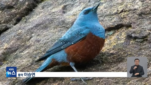 KBS News - [글로벌K] 미국에 처음 나타났어요 새 한 마리에 난리났다 KBS 2024.05.09. [I-6XQcR_vTE - 1145x644 - 0m50s].png