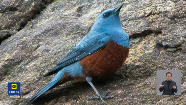 KBS News - [글로벌K] 미국에 처음 나타났어요 새 한 마리에 난리났다 KBS 2024.05.09. [I-6XQcR_vTE - 1145x644 - 0m25s].png