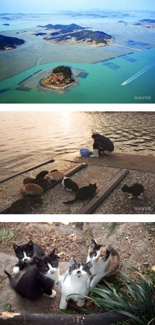 한국의 고양이섬.jpg