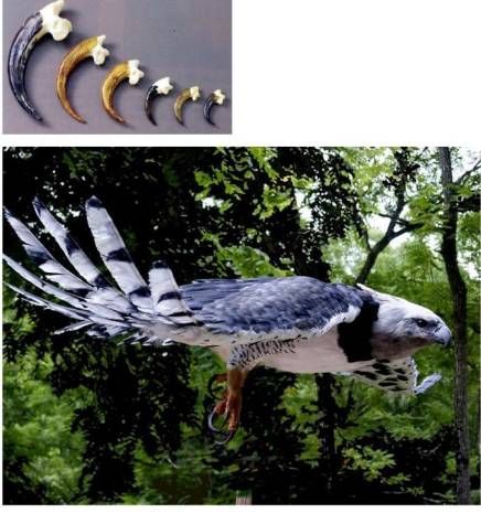 세상에서 가장 강한 조류.jpg