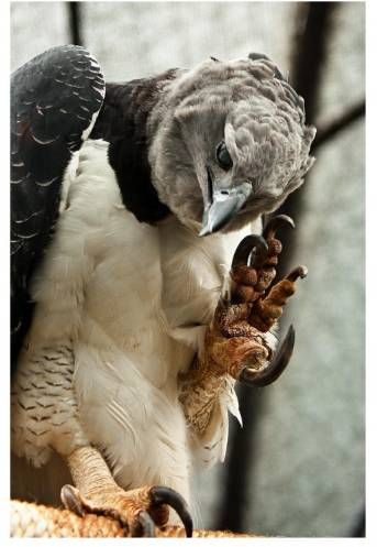 세상에서 가장 강한 조류.jpg