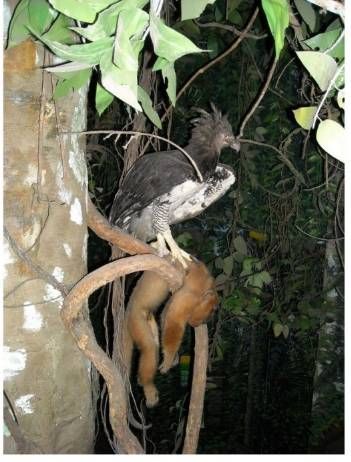 세상에서 가장 강한 조류.jpg