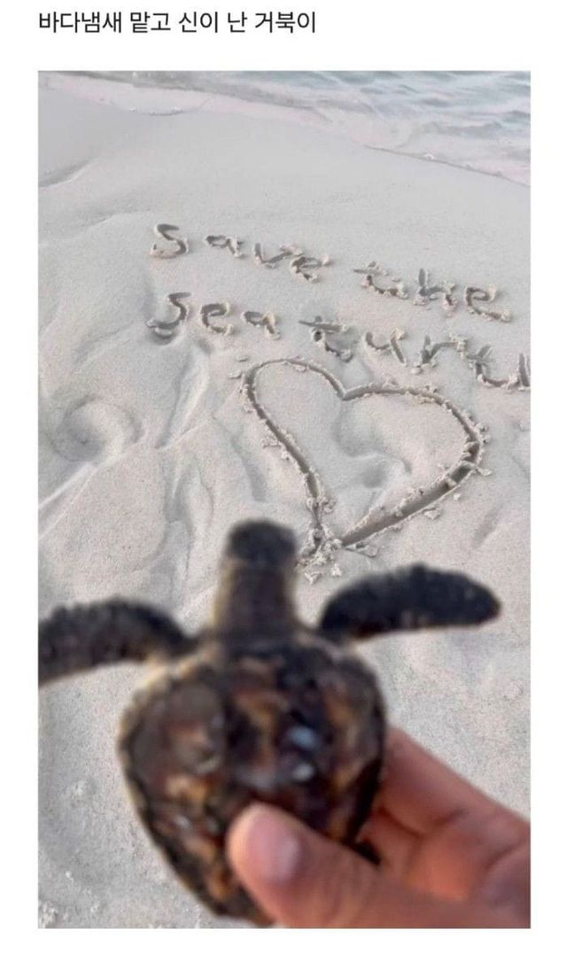 새끼 거북 구하기