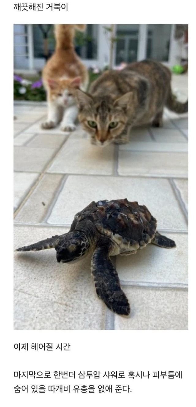 새끼 거북 구하기