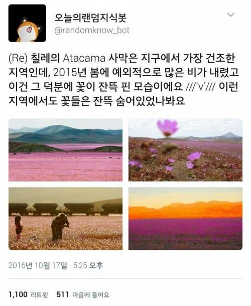 사막에서 아주 많은 비가 내리고 난 후