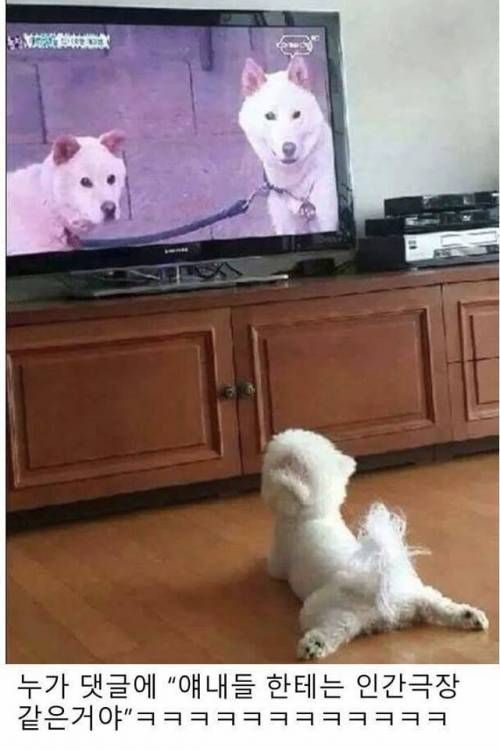 인간극장 보는 강아지
