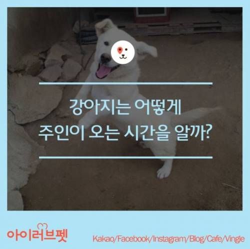 강아지는 주인이 오는시간을 어떻게 알까?