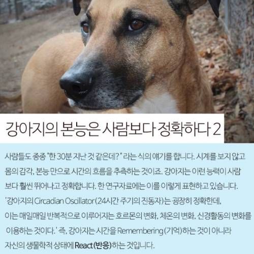 강아지는 주인이 오는시간을 어떻게 알까?