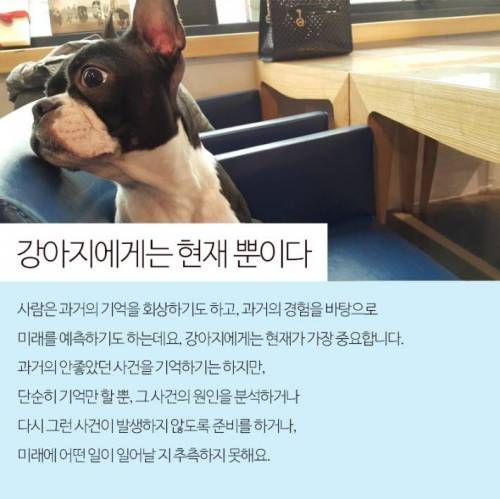 강아지는 주인이 오는시간을 어떻게 알까?