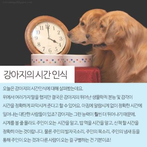 강아지는 주인이 오는시간을 어떻게 알까?