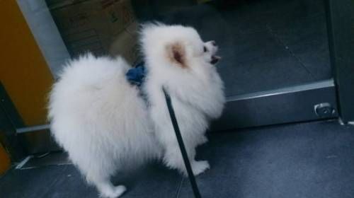 어느 강아지의 귀여운 일상.jpg