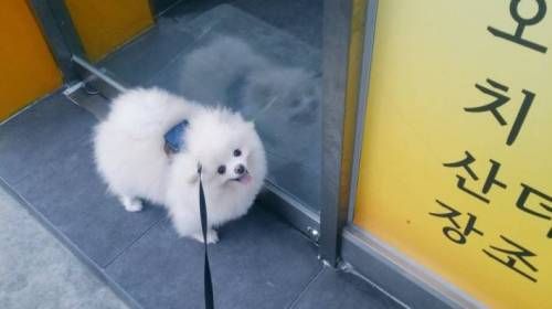 어느 강아지의 귀여운 일상.jpg