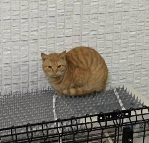 고양이 침입 방지매트.jpg