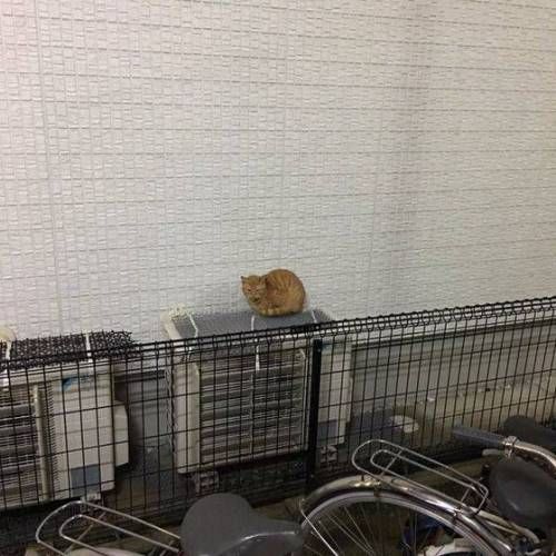 고양이 침입 방지매트.jpg