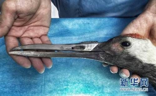 싸우다 부리가 부러진 두루미.jpg