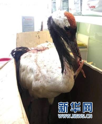 싸우다 부리가 부러진 두루미.jpg