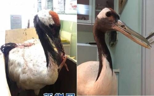 싸우다 부리가 부러진 두루미.jpg