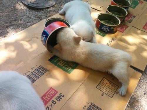 생후 28일된 똥강아지들.jpg