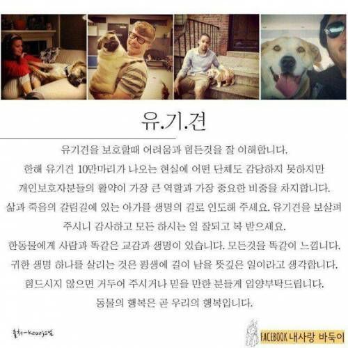 강아지 잃어버렸을 때 찾는 법