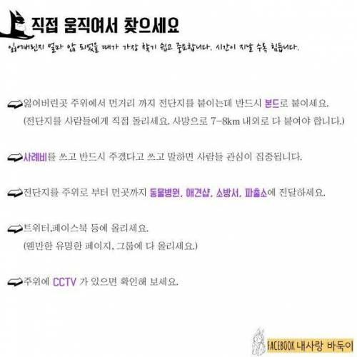 강아지 잃어버렸을 때 찾는 법