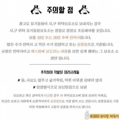 강아지 잃어버렸을 때 찾는 법