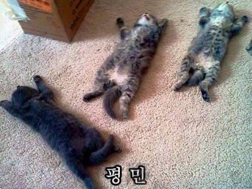 고양이 은신술.jpg