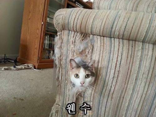 고양이 은신술.jpg