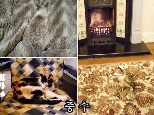 고양이 은신술.jpg