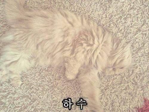 고양이 은신술.jpg