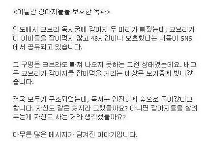 독사굴에 빠진 강아지.jpg