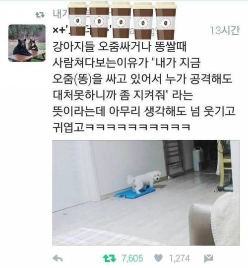 강아지가 볼일볼때 쳐다보는 이유